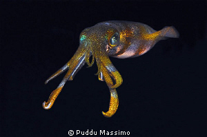 lembeh by night,nikon d2x 60mm macro by Puddu Massimo 